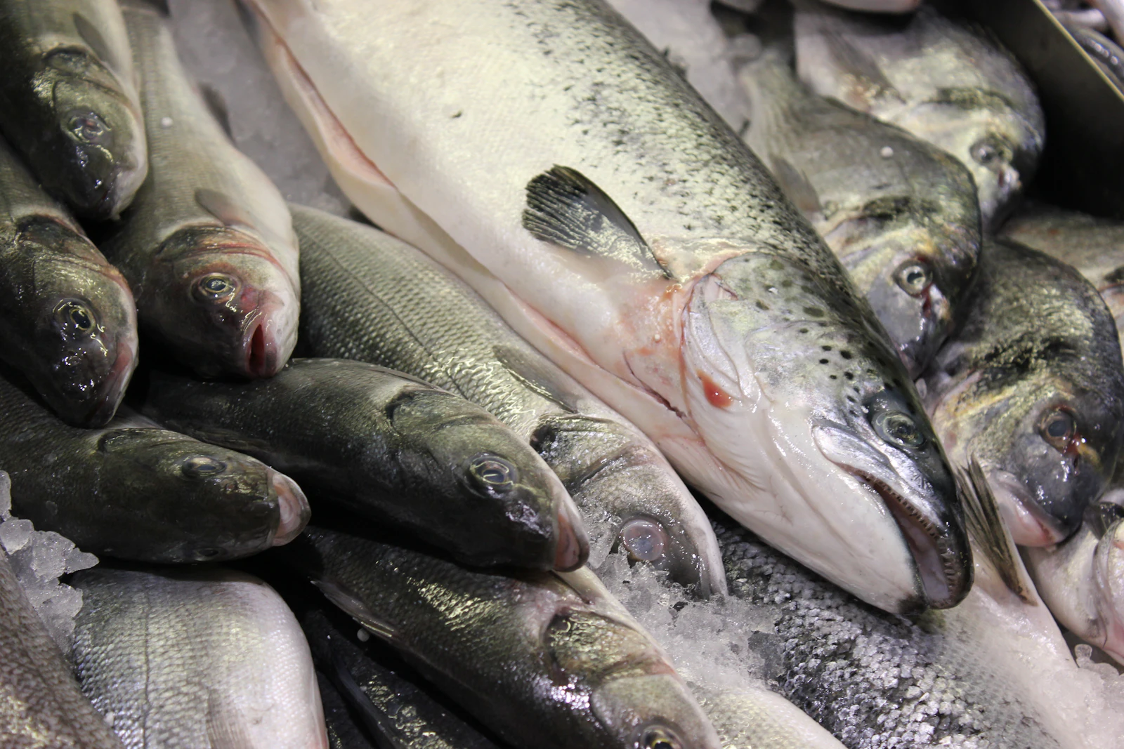 Fresh fish on ice