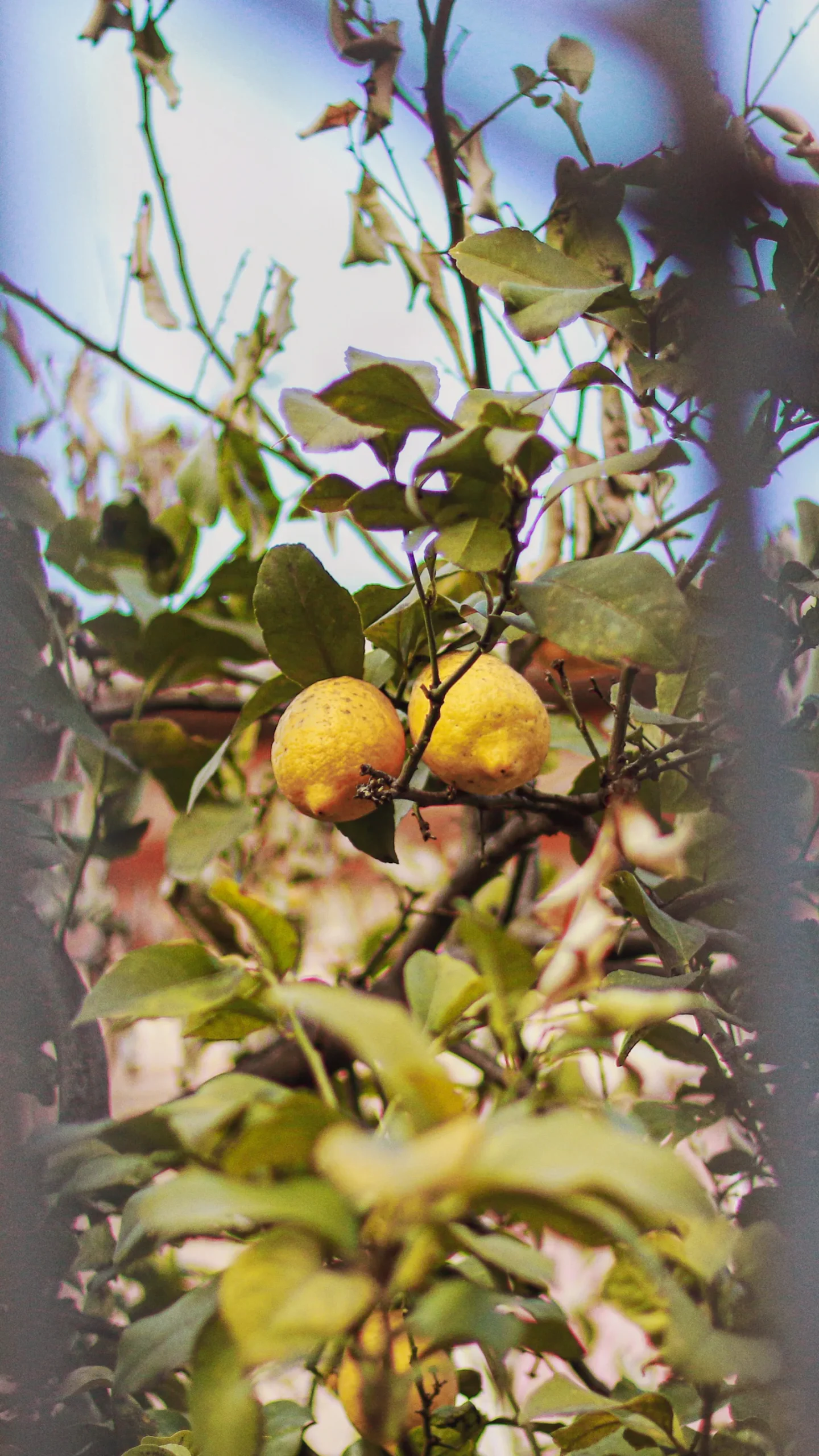 Sorrento lemons ripening on the tree