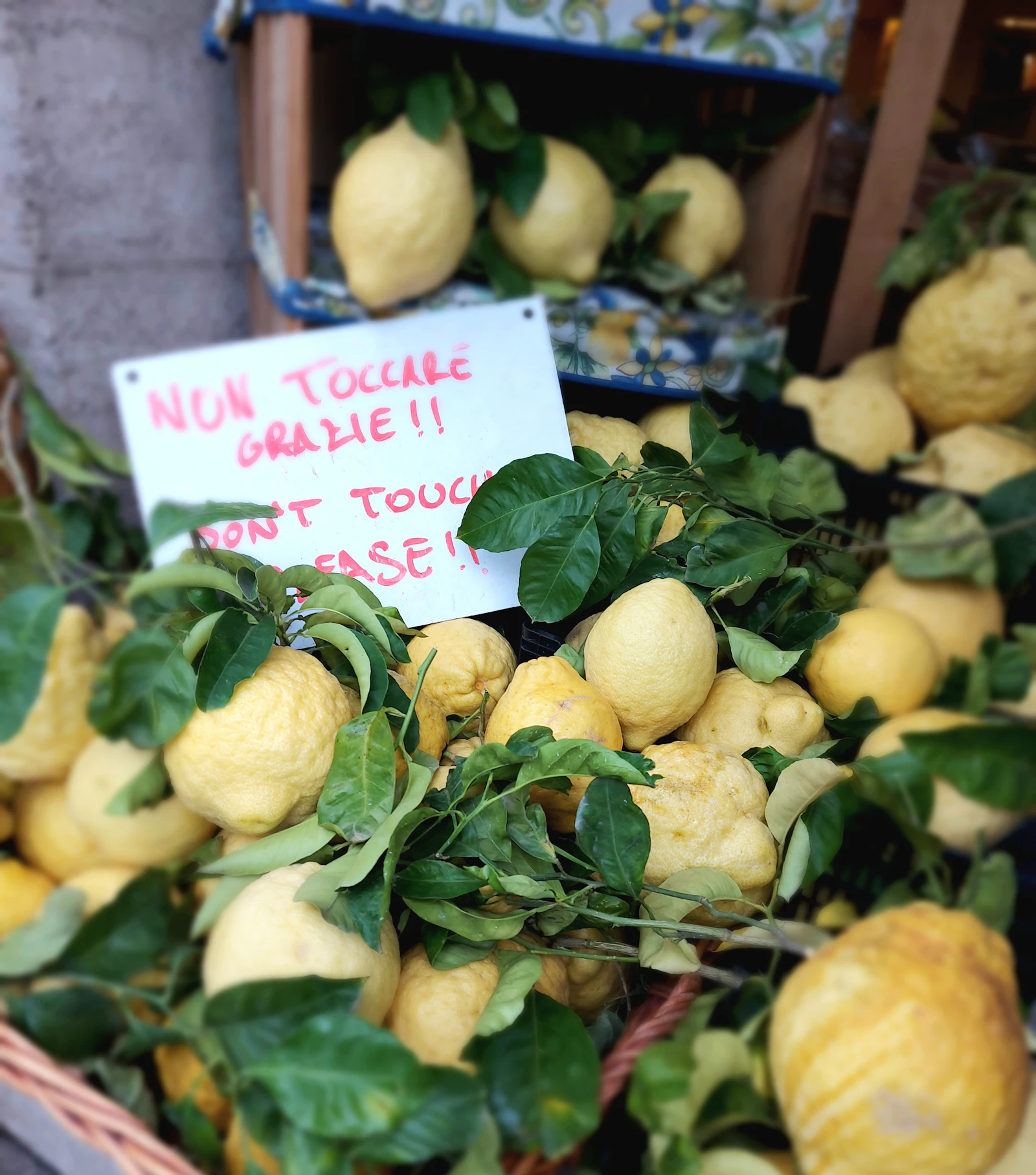 A basket of fresh local lemons