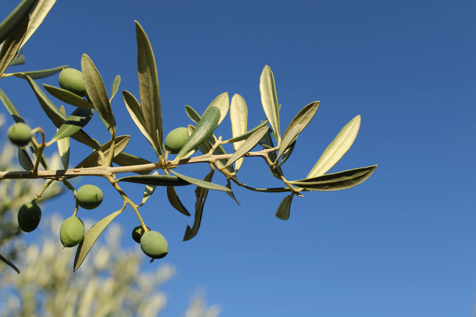 Olive branch against a blue sky